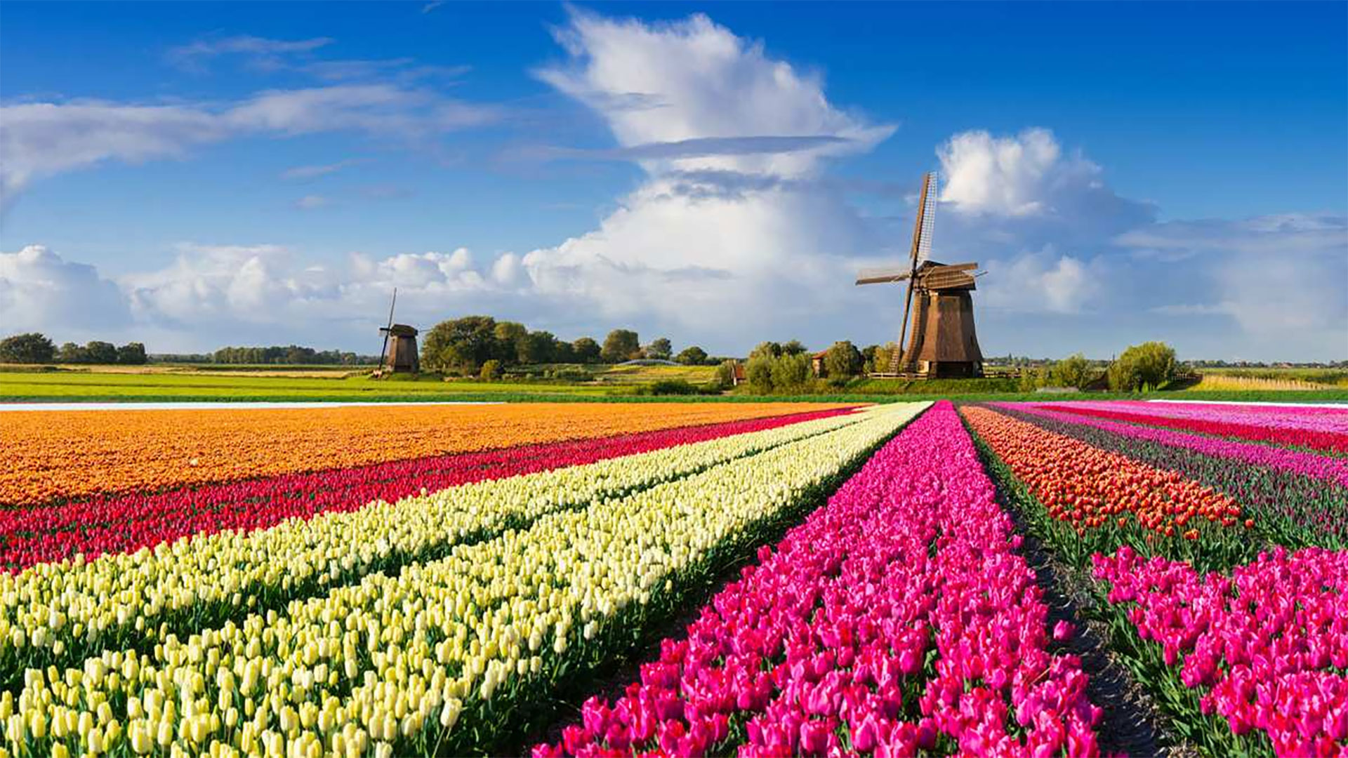 Голландия тюльпановые поля самые красивые